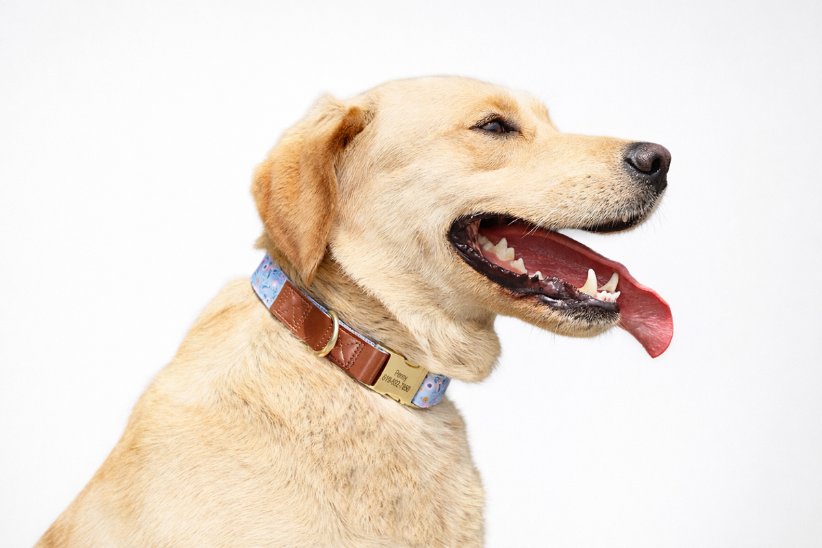 Personalised Dog Collars in Australia: What to Engrave + Why “No Dangling Tag” Matters