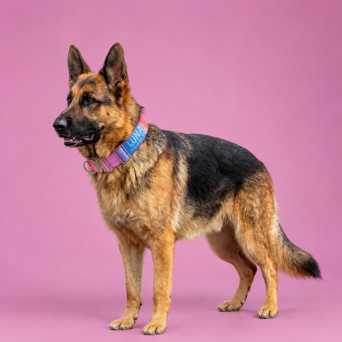 Custom Embroidered Nylon Dog Collar with Heavy-Duty Quick Release Metal Buckle  pet accessories YAG Boutique