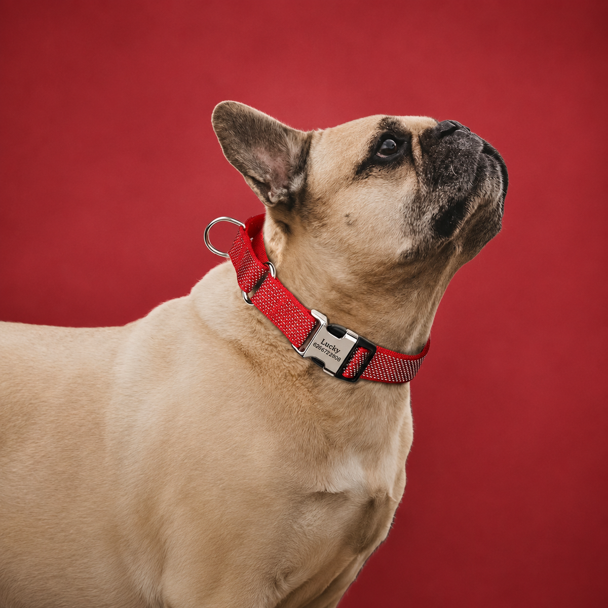Custom Reflective Martingale Dog Collar  pet accessories YAG Boutique