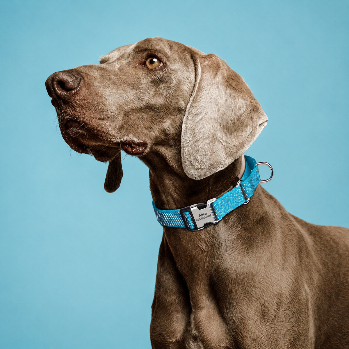 Custom Reflective Martingale Dog Collar  pet accessories YAG Boutique