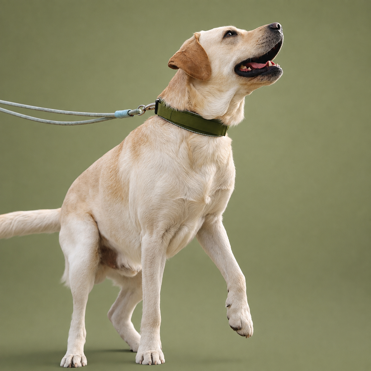 Tactical Reflective Heavy-Duty Dog Collar  pet accessories YAG Boutique