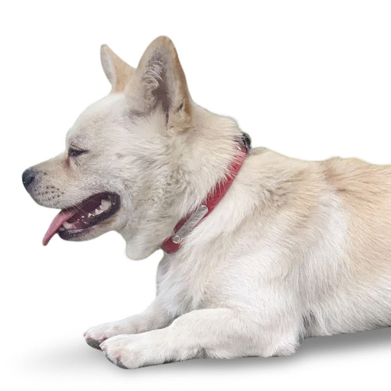 Adjustable Two-Tone Leather Dog Collar  Collars Bandanas YAG Boutique