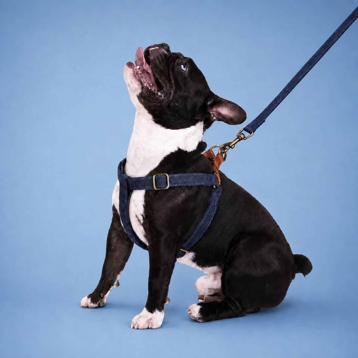 Personalized No-Pull Step-In Dog Harness with Engraved Custom ID Buckle  pet accessories YAG Boutique