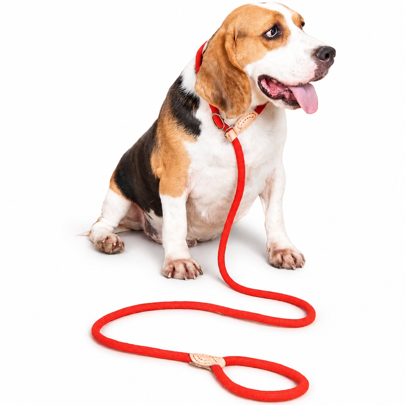 Premium All-In-One Rope Slip Lead  pet accessories YAG Boutique