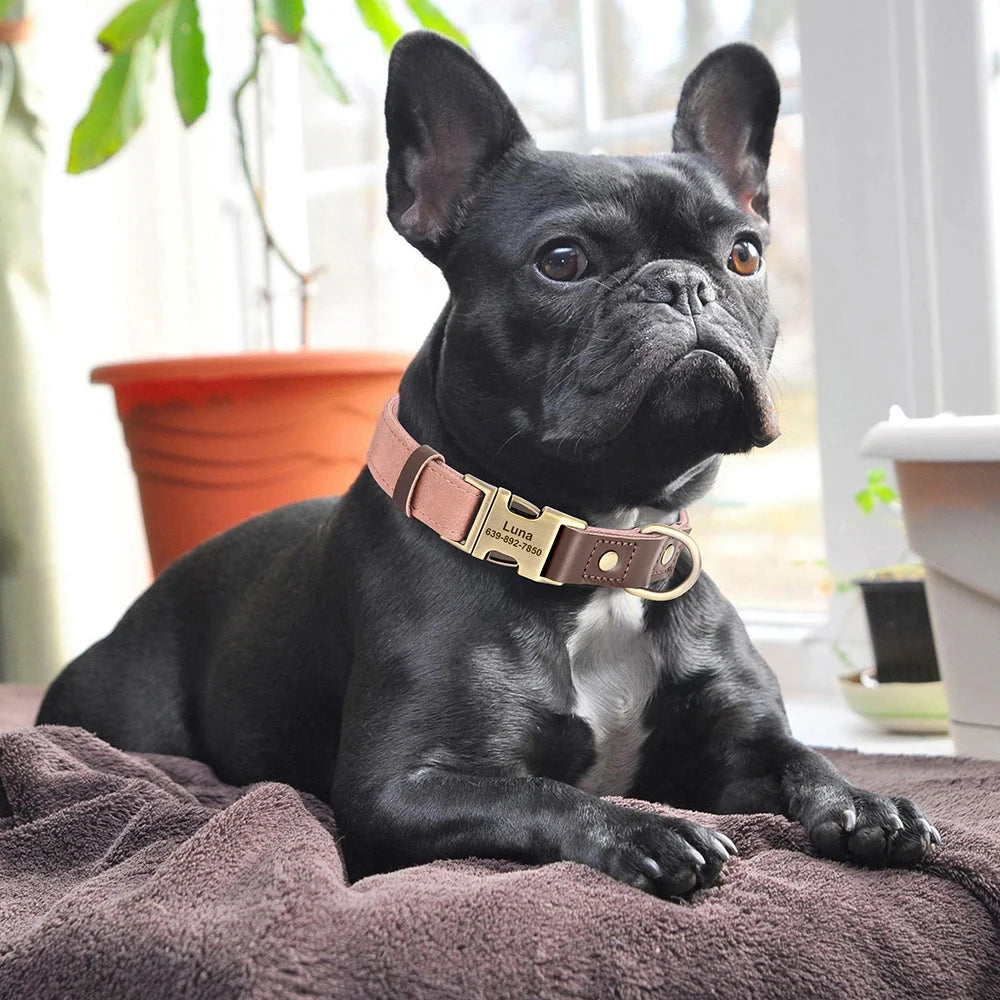 Classic PU Leather Personalised Pet Collar Duo Colour  pet accessories YAG Boutique