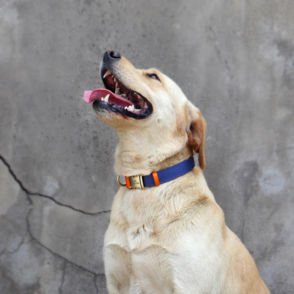 Duo Colour Personalised Dog Collor and Leash Set  pet accessories YAG Boutique
