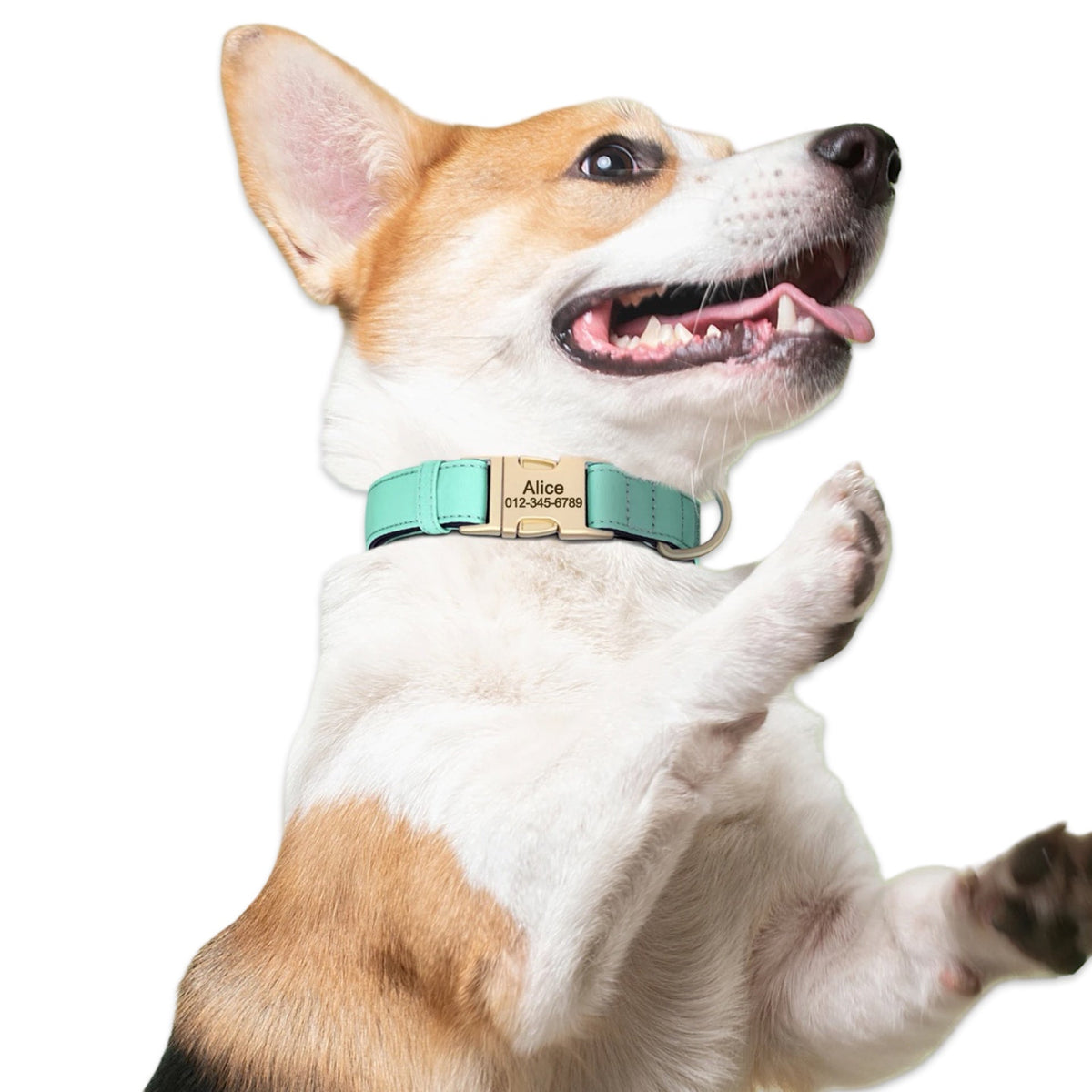 Personalised Dog Collar with Engraved Name & Phone Number  pet accessories YAG Boutique