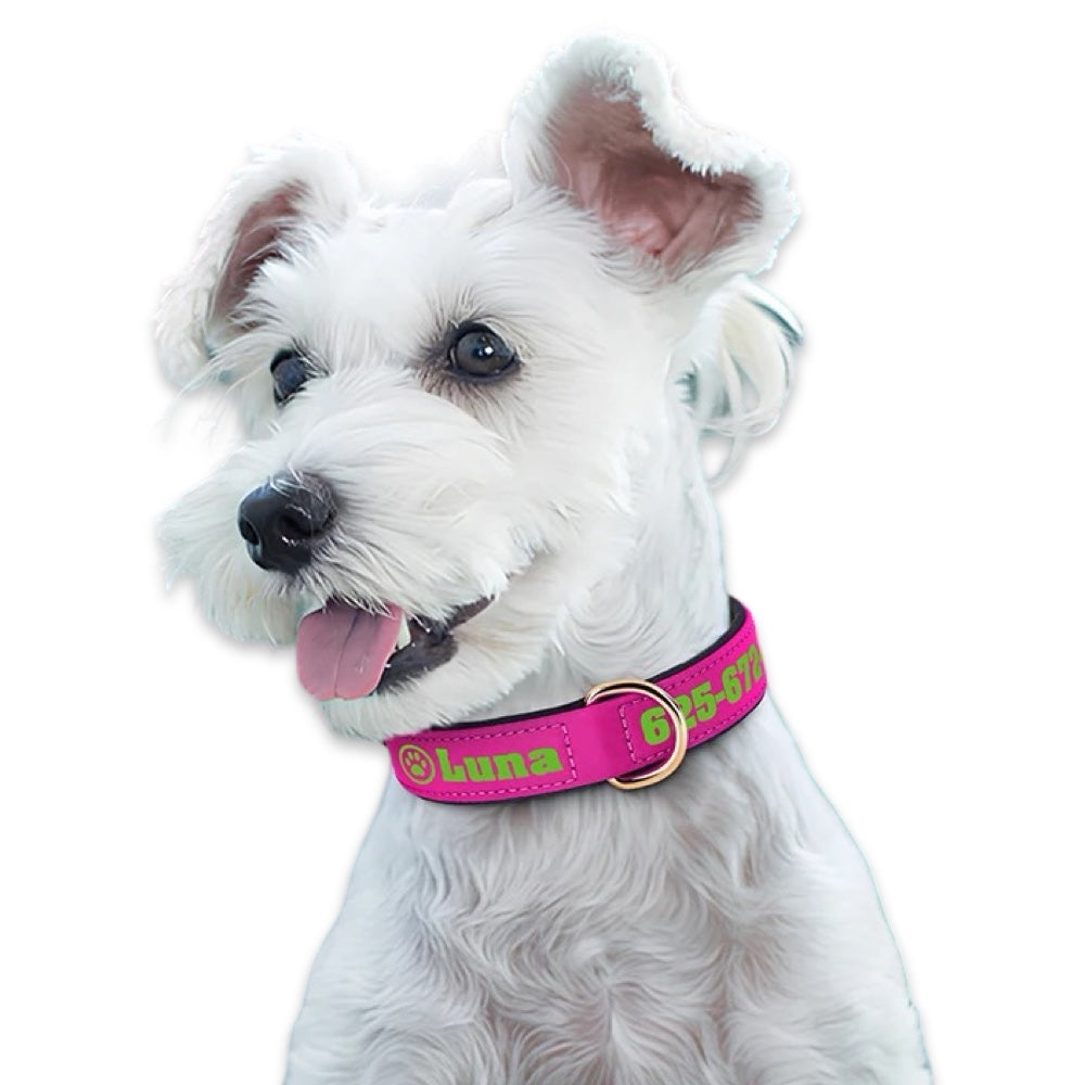 Personalised Dog Collar with Name & Phone Number  pet accessories YAG Boutique