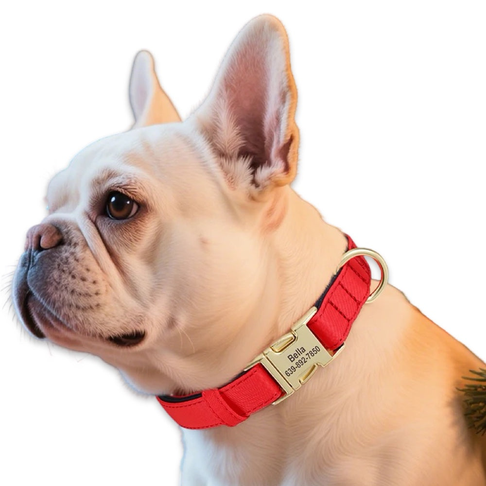 Personalised Dog Collar with Engraved Name & Phone Number  pet accessories YAG Boutique