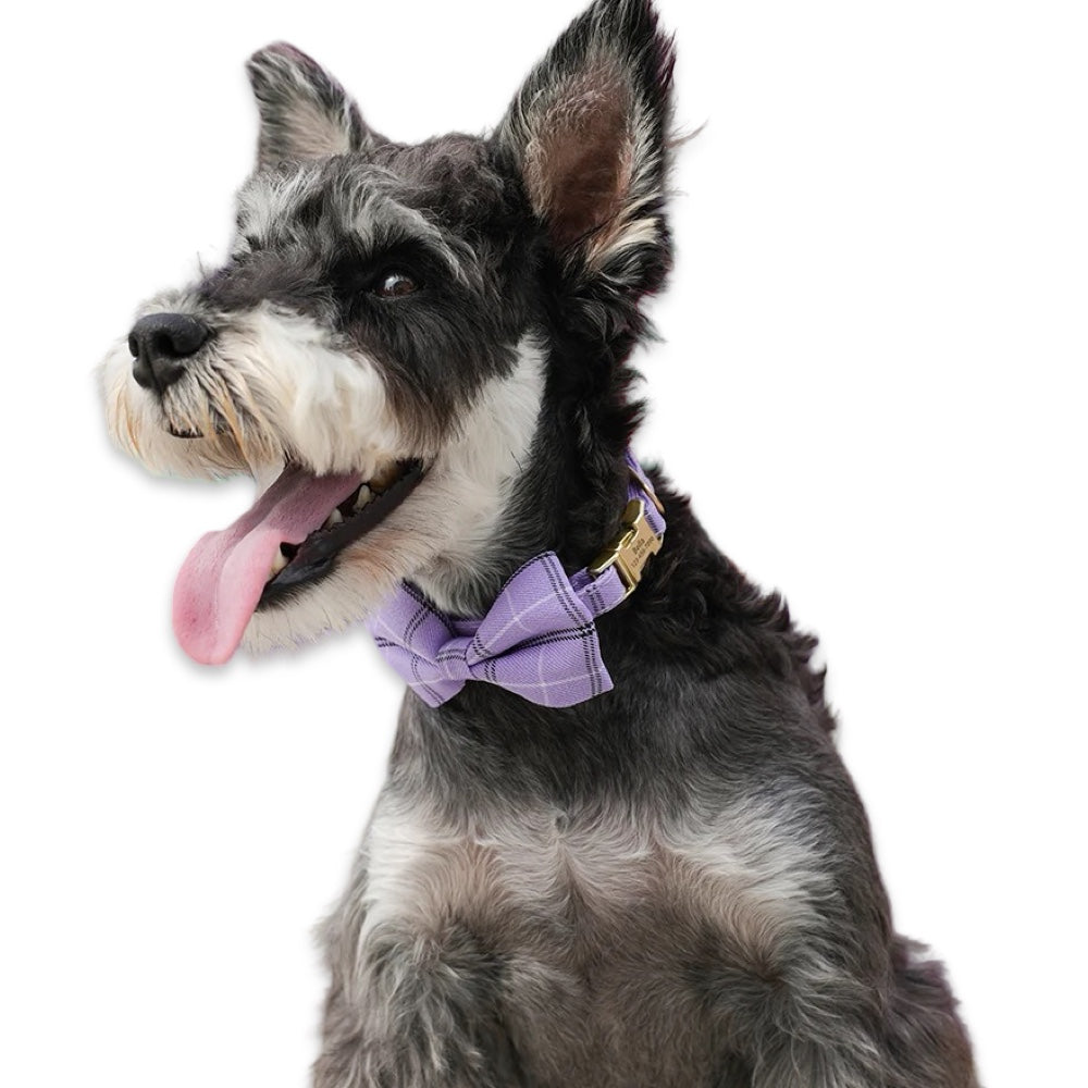 Customisable Plaid Bow Dog Collar  pet accessories YAG Boutique